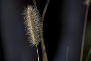 weed flower, bush, spikes, flora