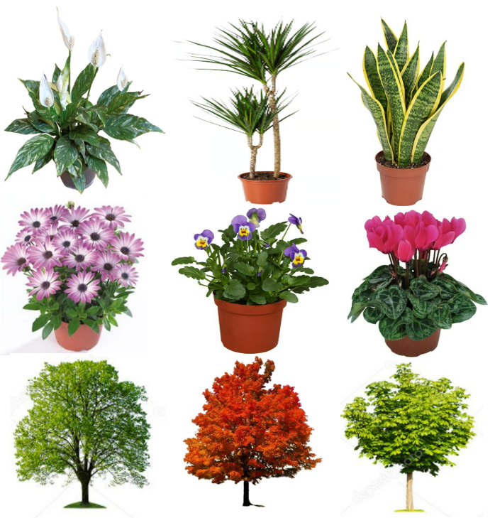 plantas varias