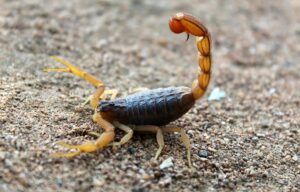 Detailed shot of a scorpion with raised stinger on sandy ground, showcasing its natural habitat.